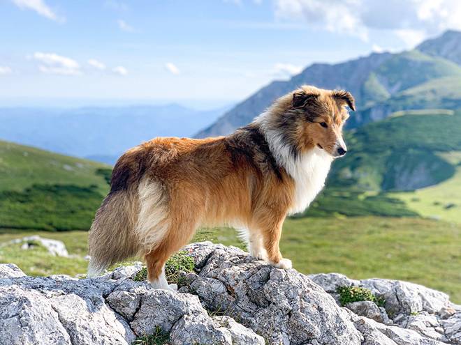 Race De Chien De Berger Calme